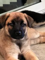 Nyla, a female Belgian Malinois and German Shepherd Dog for sale in Naples, FL – Photo 2 of 6