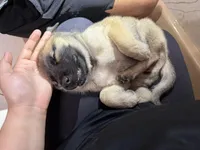 Nyla, a female Belgian Malinois and German Shepherd Dog for sale in Naples, FL – Photo 6 of 6