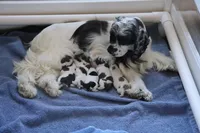 processed/e263f469-4ae8-4654-85b6-fe9739d6585b/facility/f514a741-5694-47c1-8fc0-a7f156cfabba