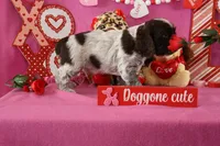 Latte's #5, a male Cocker Spaniel for sale in Atkinson, NE – Photo 5 of 5