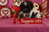 Latte's #5, a male Cocker Spaniel for sale in Atkinson, NE – Photo 1 of 5