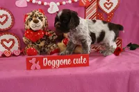 Latte's #5, a male Cocker Spaniel for sale in Atkinson, NE – Photo 4 of 5