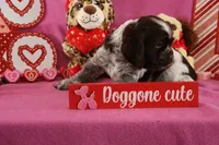 Latte's #5, a male Cocker Spaniel for sale in Atkinson, NE – Photo 2 of 5