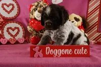 Latte's #5, a male Cocker Spaniel for sale in Atkinson, NE – Photo 3 of 5