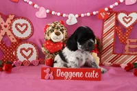 Latte's #4, a male Cocker Spaniel for sale in Atkinson, NE – Photo 4 of 5