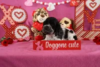 Latte's #4, a male Cocker Spaniel for sale in Atkinson, NE – Photo 2 of 5