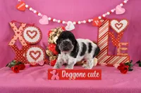 Latte's #4, a male Cocker Spaniel for sale in Atkinson, NE – Photo 3 of 5