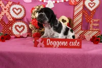 Latte's #4, a male Cocker Spaniel for sale in Atkinson, NE – Photo 1 of 5