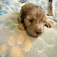 Lotus, a female Miniature Dachshund for sale in Broomfield, CO – 2 of 9