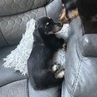 Snickers, a male Miniature Dachshund for sale in Broomfield, CO – 4 of 5