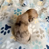 Lotus, a female Miniature Dachshund for sale in Broomfield, CO – 5 of 9