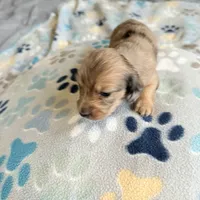 Lotus, a female Miniature Dachshund for sale in Broomfield, CO – 4 of 9