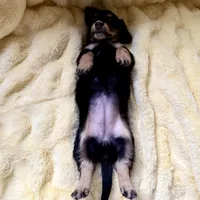 Luna, a female Miniature Dachshund for sale in Broomfield, CO – 9 of 10