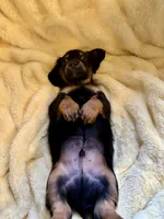 NILE, a male Miniature Dachshund for sale in Broomfield, CO – 5 of 8
