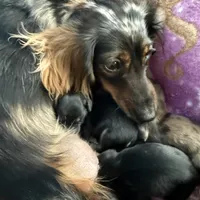 Luna, a female Miniature Dachshund for sale in Broomfield, CO – 10 of 10