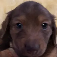 Tut, a male Miniature Dachshund for sale in Broomfield, CO – 9 of 11