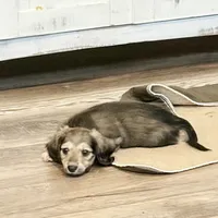 Rolo, a male Miniature Dachshund for sale in Broomfield, CO – 4 of 7