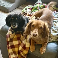 Twix, a female Miniature Dachshund for sale in Broomfield, CO – 5 of 5