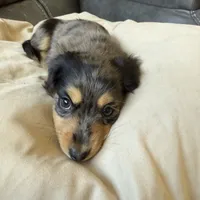 Skittles, a female Miniature Dachshund for sale in Broomfield, CO – 2 of 5