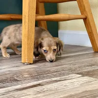 Lotus, a female Miniature Dachshund for sale in Broomfield, CO – 8 of 8