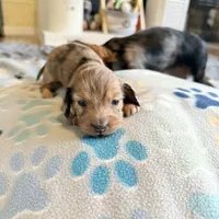 Lotus, a female Miniature Dachshund for sale in Broomfield, CO – 7 of 9