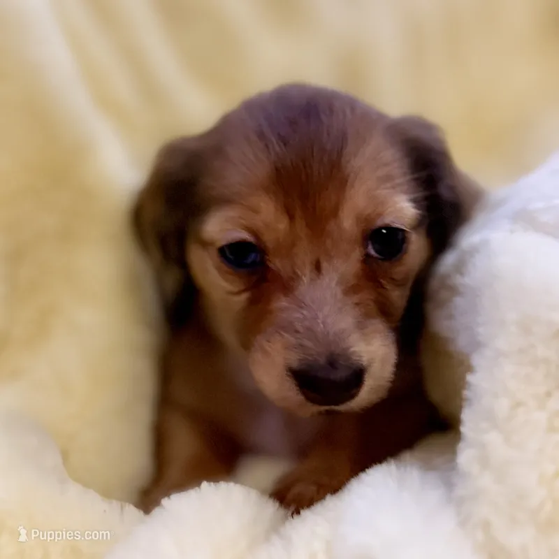 Lotus – Miniature Dachshund puppy for sale in Broomfield, CO