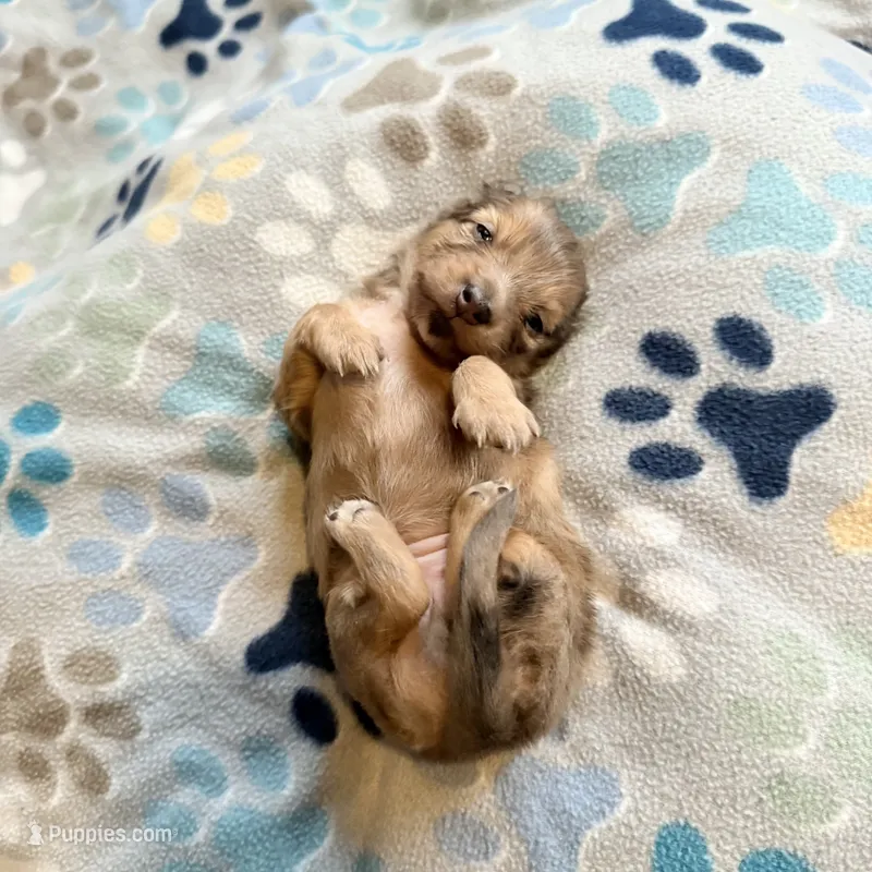 Lotus – Miniature Dachshund puppy for sale in Broomfield, CO