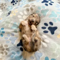 Lotus, a female Miniature Dachshund for sale in Broomfield, CO – 9 of 9