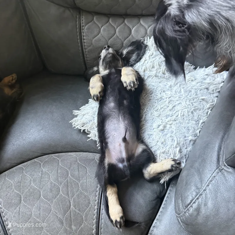 Snickers – Miniature Dachshund puppy for sale in Broomfield, CO