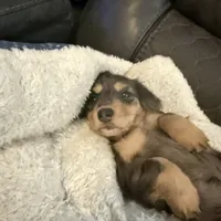 Skittles, a female Miniature Dachshund for sale in Broomfield, CO – 3 of 5