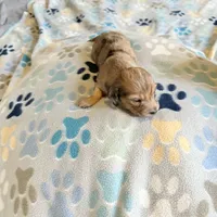 Lotus, a female Miniature Dachshund for sale in Broomfield, CO – 6 of 9