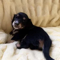 Luna, a female Miniature Dachshund for sale in Broomfield, CO – 4 of 10