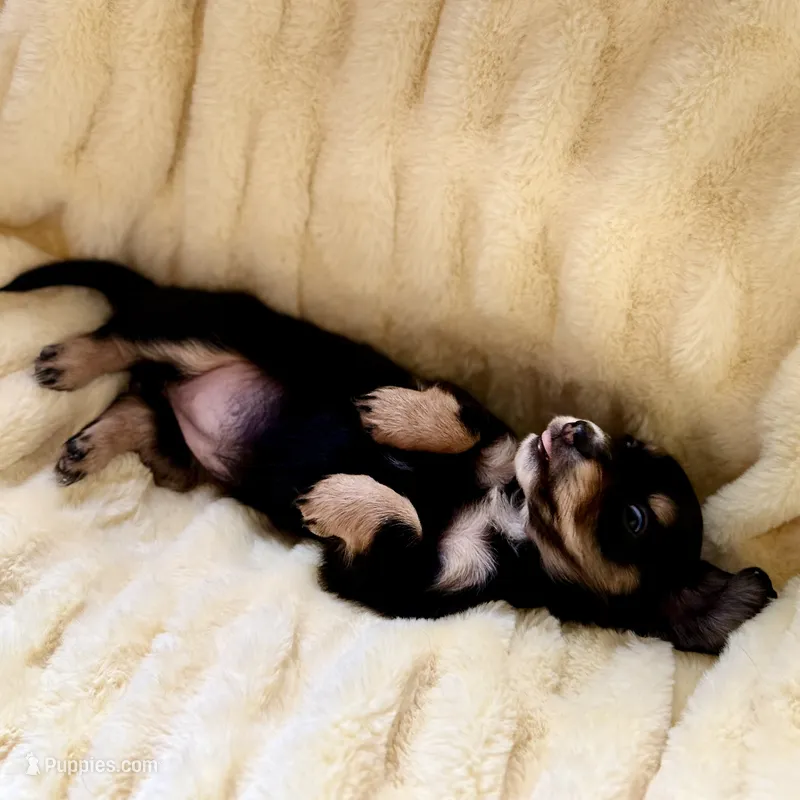 Luna – Miniature Dachshund puppy for sale in Broomfield, CO
