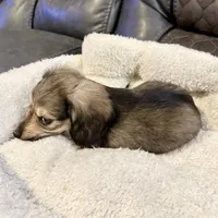 Rolo, a male Miniature Dachshund for sale in Broomfield, CO – 2 of 7