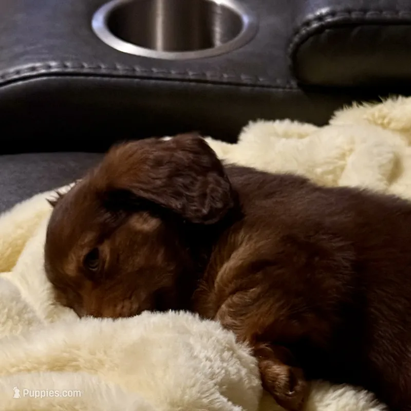 Tut – Miniature Dachshund puppy for sale in Broomfield, CO