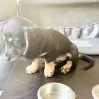 Twix, a female Miniature Dachshund for sale in Broomfield, CO – 2 of 5