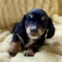 Luna, a female Miniature Dachshund for sale in Broomfield, CO – 7 of 10