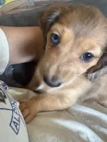 Lotus, a female Miniature Dachshund for sale in Broomfield, CO – 7 of 8