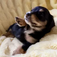 Luna, a female Miniature Dachshund for sale in Broomfield, CO – 8 of 10