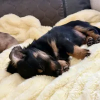 NILE, a male Miniature Dachshund for sale in Broomfield, CO – 3 of 8