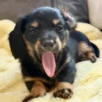 NILE, a male Miniature Dachshund for sale in Broomfield, CO – 1 of 8