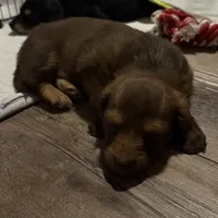 Tut, a male Miniature Dachshund for sale in Broomfield, CO – 11 of 11
