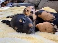 NILE, a male Miniature Dachshund for sale in Broomfield, CO – 2 of 8
