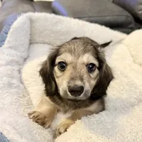 Rolo, a male Miniature Dachshund for sale in Broomfield, CO – 3 of 7