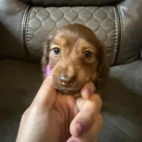 Tut, a male Miniature Dachshund for sale in Broomfield, CO – 6 of 11