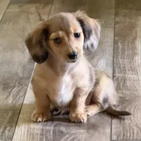 Lotus, a female Miniature Dachshund for sale in Broomfield, CO – 6 of 8
