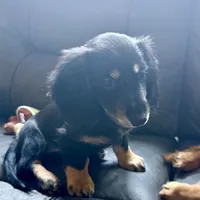 Twix, a female Miniature Dachshund for sale in Broomfield, CO – 1 of 5