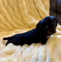 NILE, a male Miniature Dachshund for sale in Broomfield, CO – 4 of 8