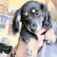 Twix, a female Miniature Dachshund for sale in Broomfield, CO – 3 of 5