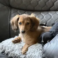 Lotus, a female Miniature Dachshund for sale in Broomfield, CO – 8 of 8